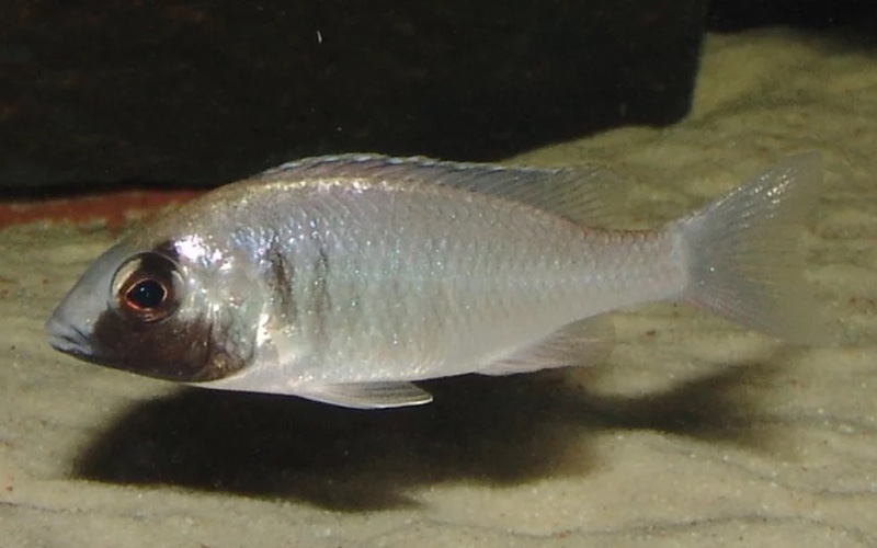 Placidochromis electra 'Fort Maguire'